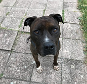 American Staffordshire Terrier
