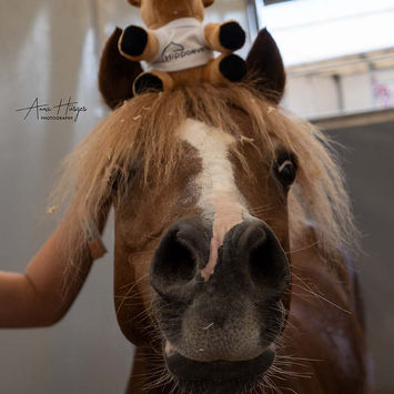 annahuesgesphotography-galerie2022-trainingstag-kisber-03.jpeg