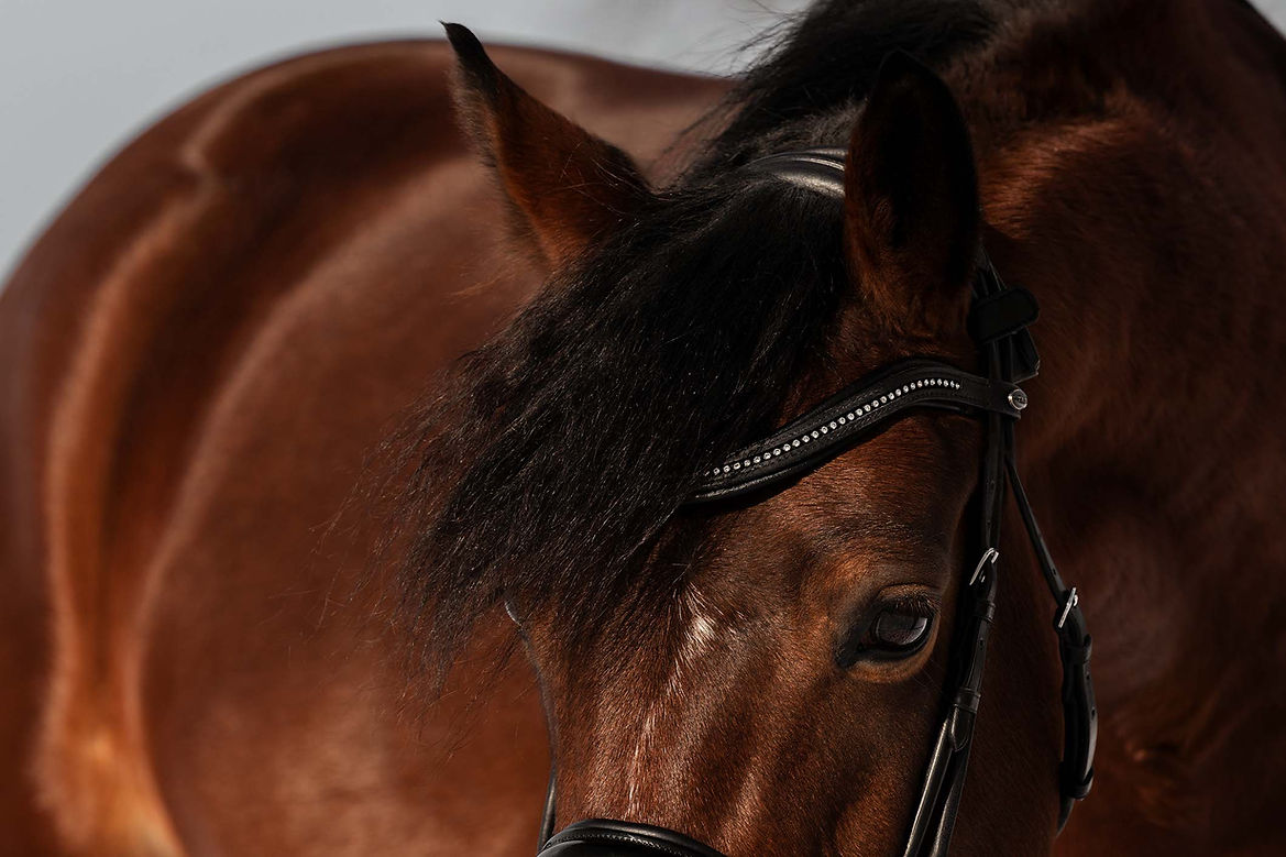 Fotografie von einem deutschen Reitpony im Porträt