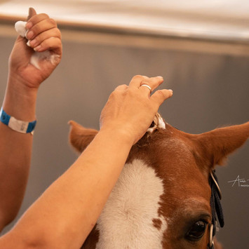 annahuesgesphotography-galerie2022-vetcheck-019.jpeg