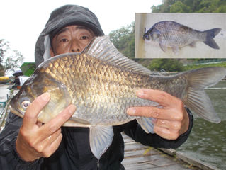 雨の中　吉村様45.5cm釣り上げハチミツゲットおめでとうございます！