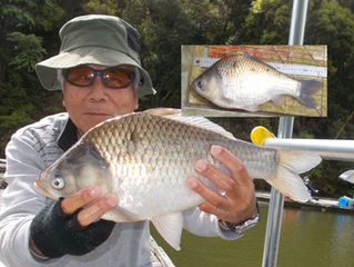 肥後様　超美へら46.5cm釣り上げトップに浮上！