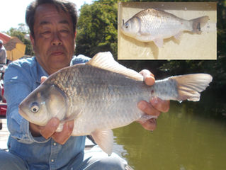 大物ハンター森本様45.5cm釣り上げトップに浮上！