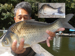 シュ－タ－　超美へら46.0cm釣り上げ上位に！