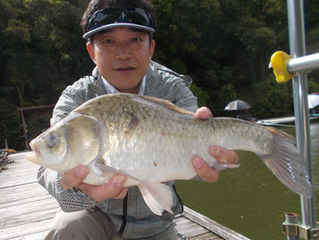 愛知県～の横井様　超美へら44.5cm釣り上げ上位に浮上！