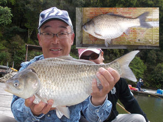 上西様　超美へら47.5cm釣り上げ上位に！