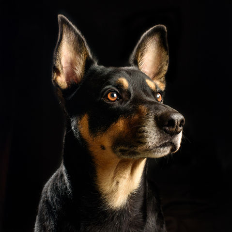 fotografia de pet, cão, cachorro