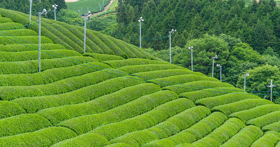 shutterstock_1410066014_edited.jpg