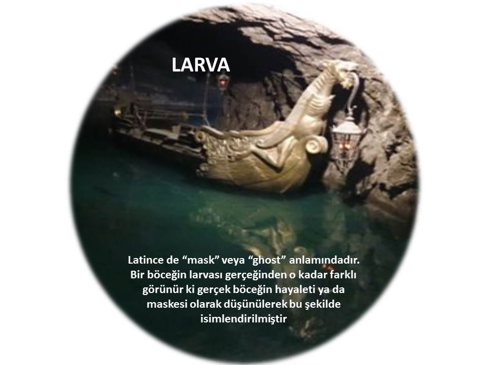 larva 