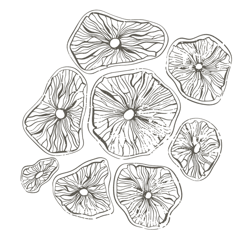 LL-Pattern-Mush-Light3_edited_edited_edi