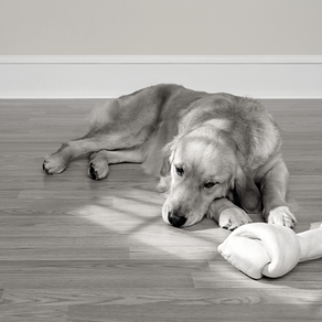 3 Reasons Why Your Dog Is Ignoring You