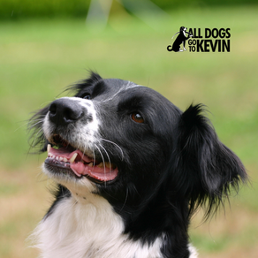 How To Help Your Dog Listen