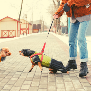 Help For Your Leash Reactive Dog