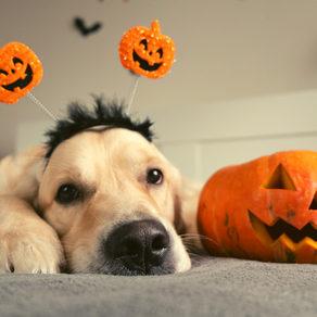 A Quick Halloween Guide For Your Dog