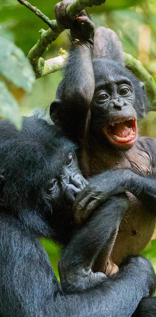 HOME | ビーリア（ボノボ）保護支援会