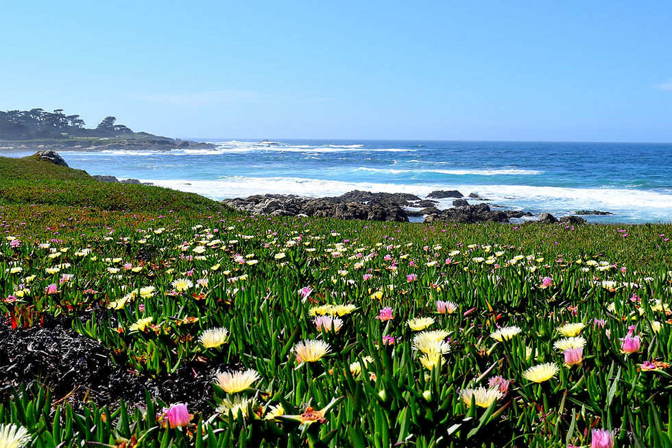 Pacific Coast California poppies