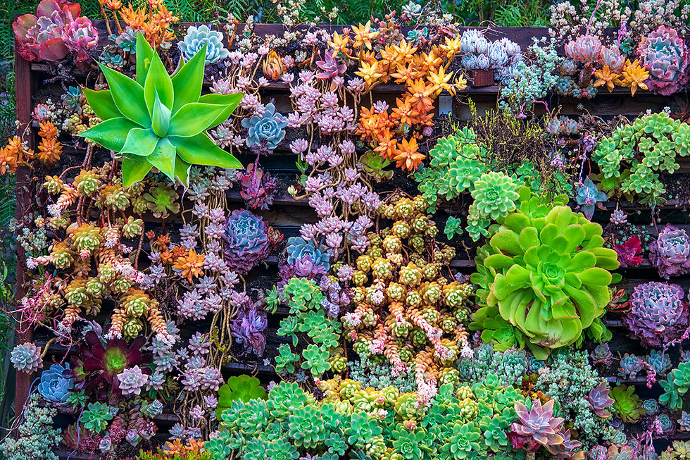 Casitas Estate succulent wall for photos