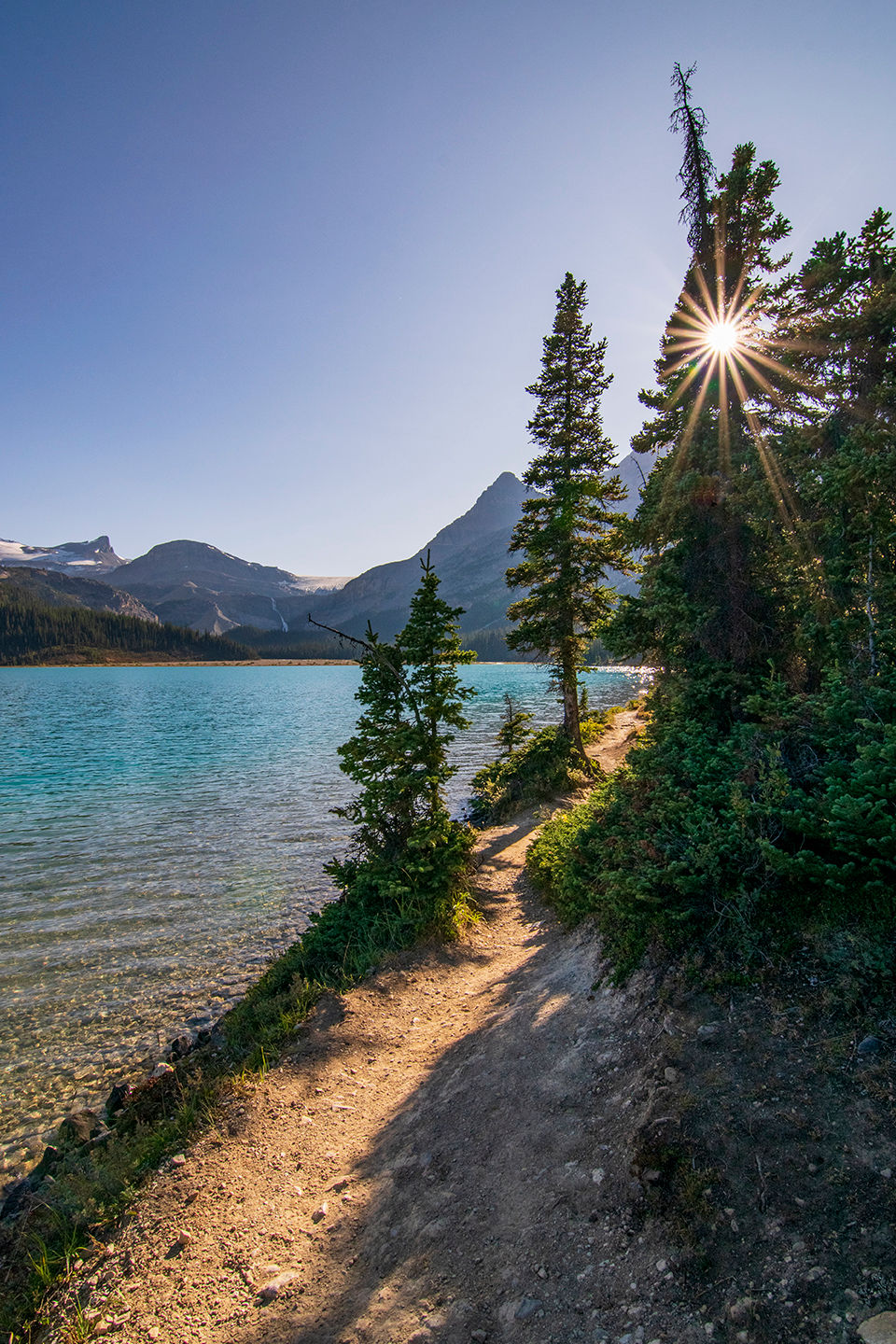 Sun through pines at Bow Lake