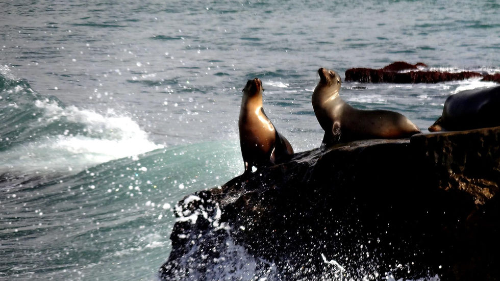 Seals at La Jolla Cove