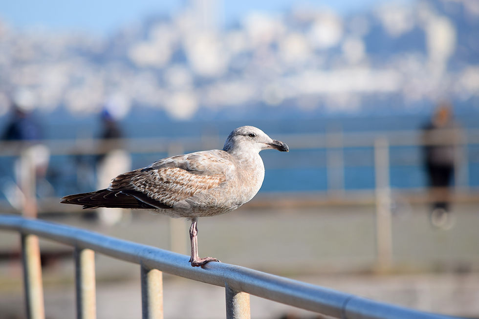 Moore Road Pier San Francisco