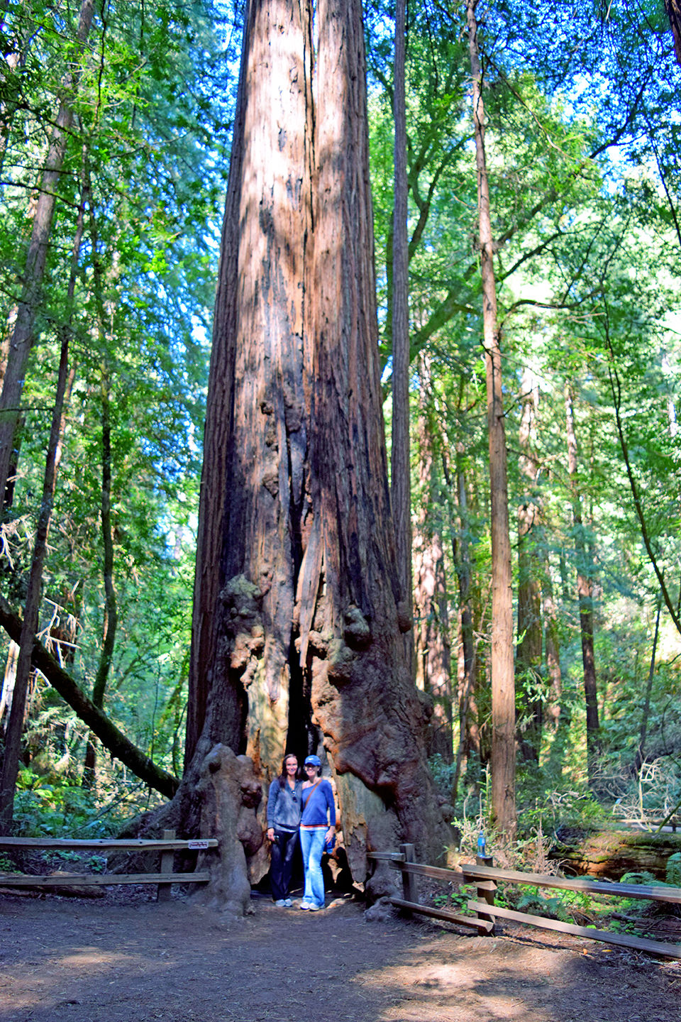 Redwoods in Muir Woods Park San Francisco