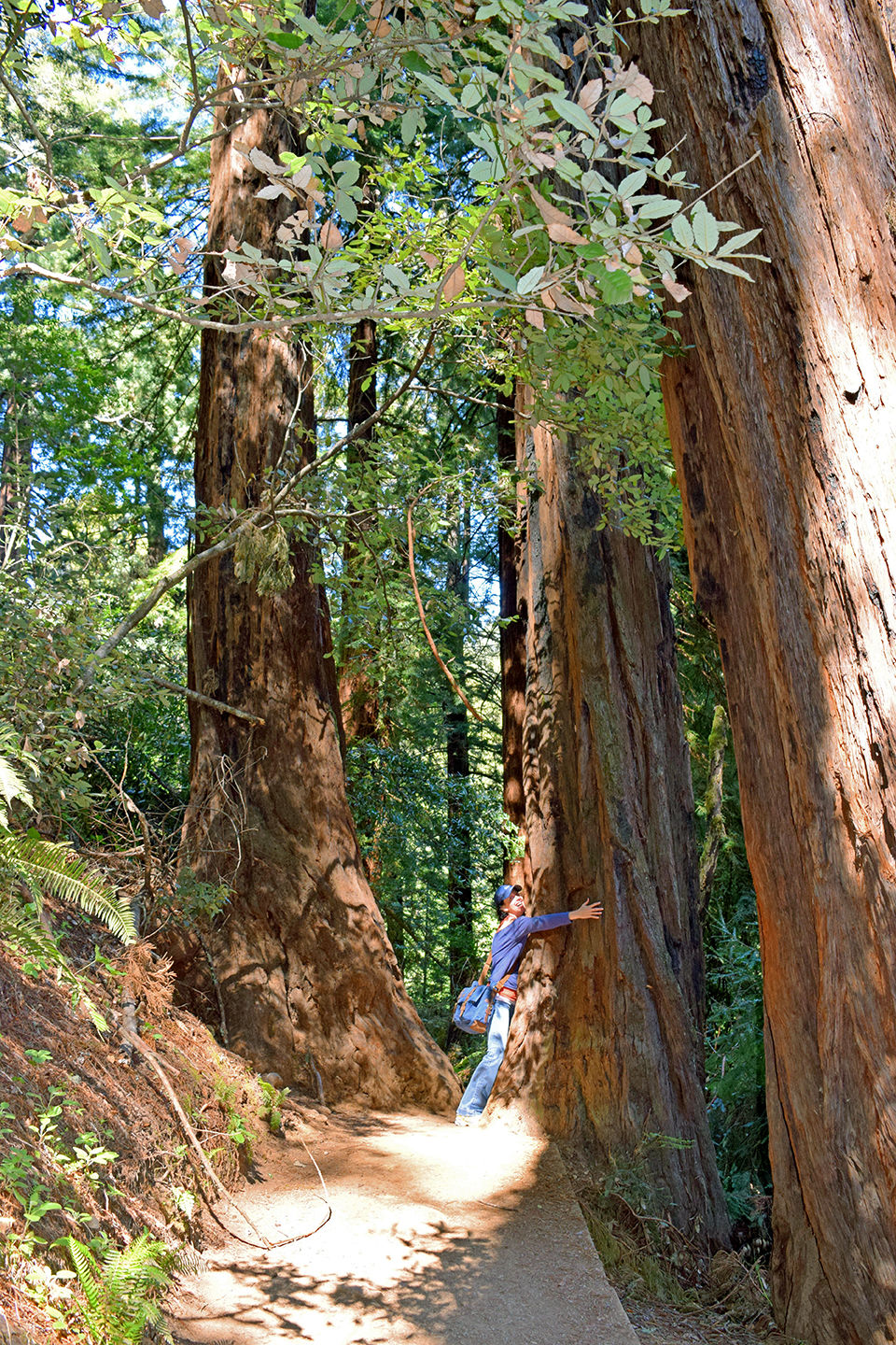 Tree hugging redwoods in California