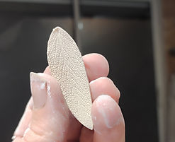 empreinte de feuille