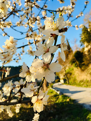 10. Fiori (4).jpeg
