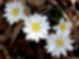 Bloodroot Flower