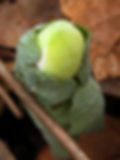 Bloodroot emerging