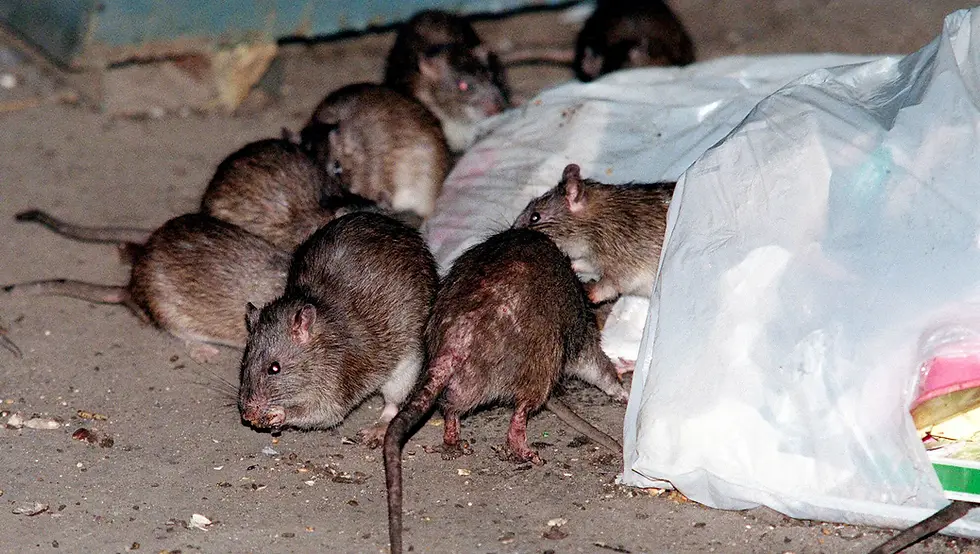 Hantavirus: A Closer Look at the Hidden Threats from Rodents