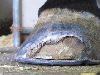 picture of a hoof with white line disease