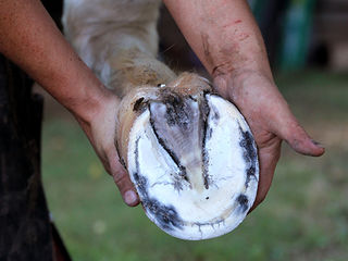 holding a horse hoof up to see the sole
