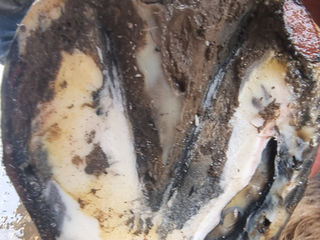 Understanding Hoof Abscesses in Horses: Causes, Symptoms, and Treatments