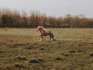 Horse running in a field