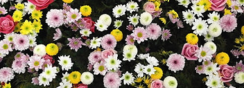 Fleurs