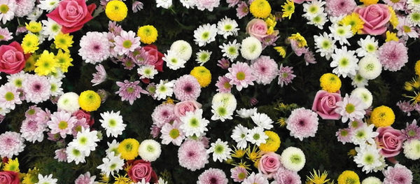 La Belleza Sí Importa