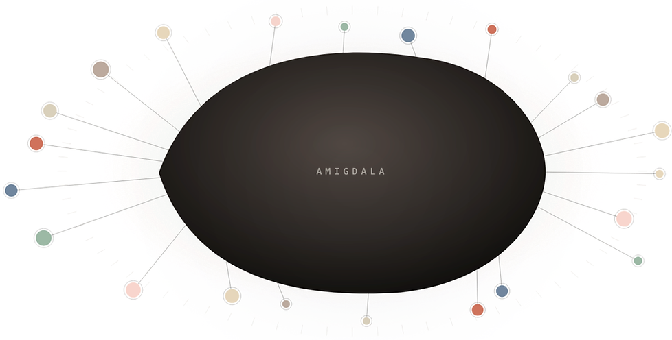 amigdalaDEF.png