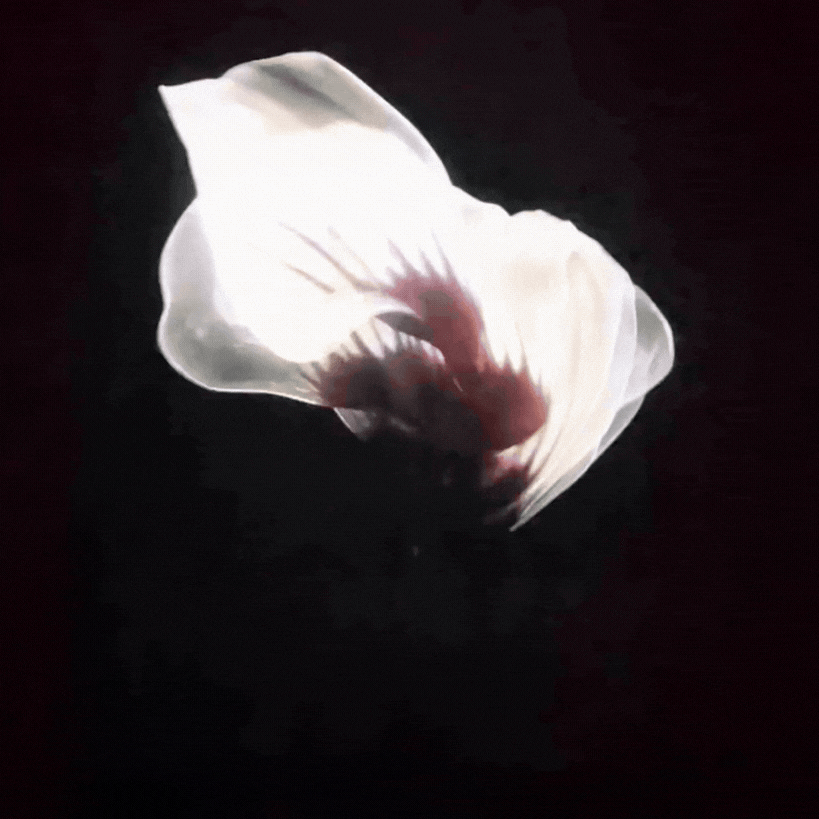 Flower Exhibition