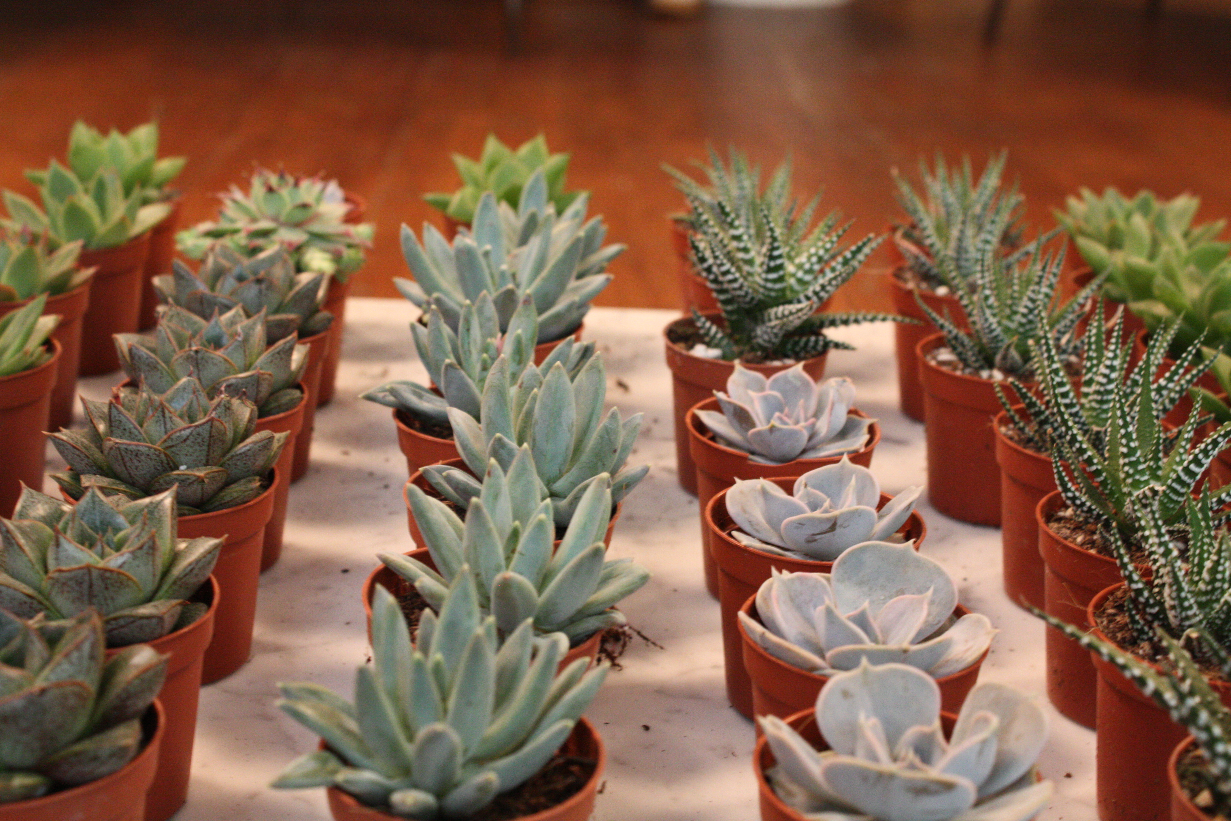 Terrarium Classes