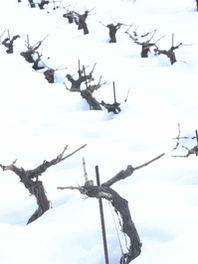 High elevation vineyard, vineyard in snow, Mersel Wine vineyard, vines, high wines, Mersel Wine, Elevate Wine