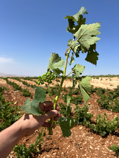 Young vines, vineyard, winery, high altitude vineyard, mersel vineyard, mersel wine