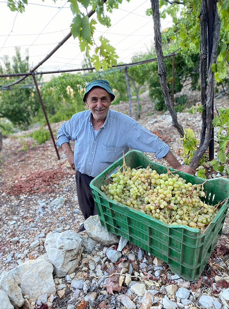 Old Man Vineyard2.jpeg
