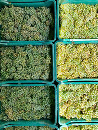 Harvesting grapes, grapes in crates, grapes at winery, harvest, winery, white grapes, white grapes in basket