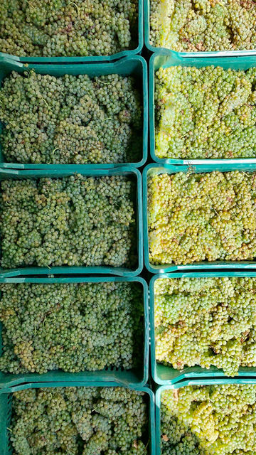 Harvesting grapes, grapes in crates, grapes at winery, harvest, winery, white grapes, white grapes in basket