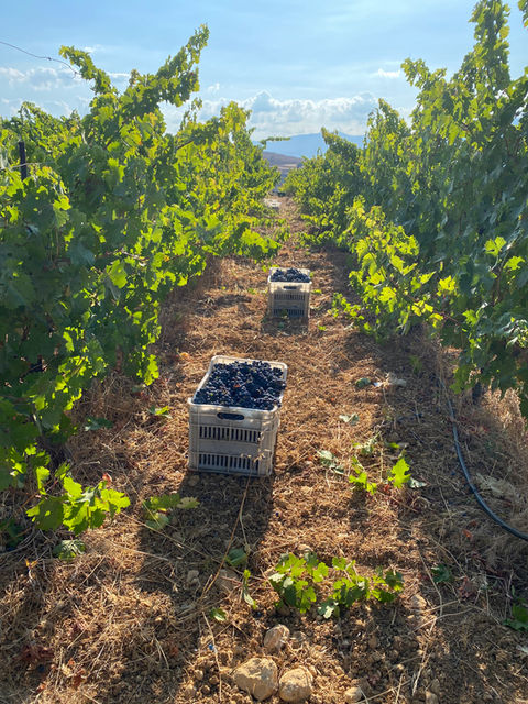 Harvesting red grapes, early morning harvest, sunrise, lebanese vineyards, mersel vineyards, grape harvest, harvesting for wine