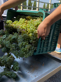 pressing grapes, making wine, white grapes pressing, wine process, work in winery