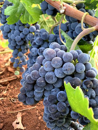 Sangiovese grapes, sangiovese at harvest, harvesting sangiovese, bunch of sangiovese, red italian grapes, red grapes
