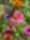 49ECCC73-CFAD-4CC6-A22B-AA580DBE0F37 - Pollinator Pathway.jpeg