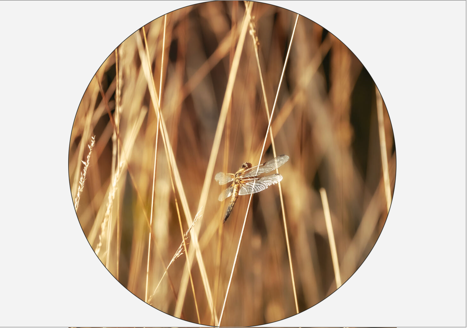Libelle op Goudgele Rietpluimen – Natuurfoto op Dibond (3mm Mat) met Blind Ophan